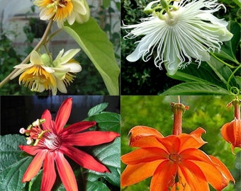 4 very rare passiflora varieties, 10 or 50 seeds