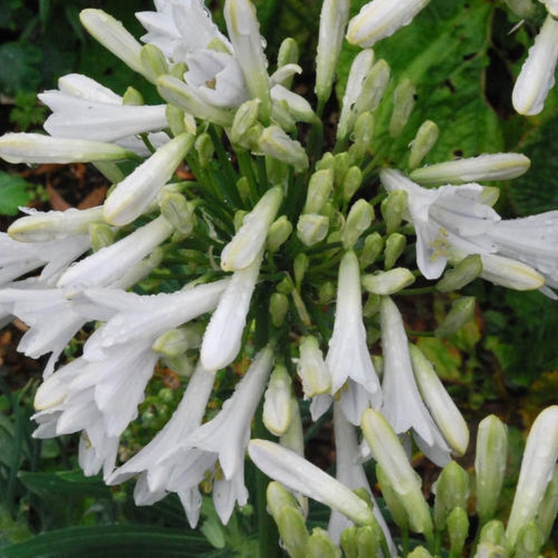 AGAPANTHUS African Lily pink, white or blue 20 seeds image 2