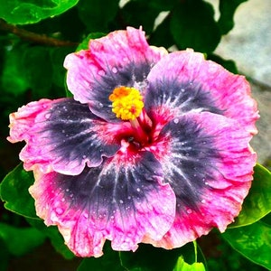 Dinnerplate Hibiscus Donna 10 seeds, sowing instructions in item description