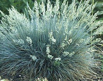 Blue Fescue ornamental grass 100+ seeds