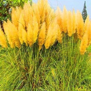 different colors of PAMPAS GRASS cortaderia selloana 500,seeds image 6