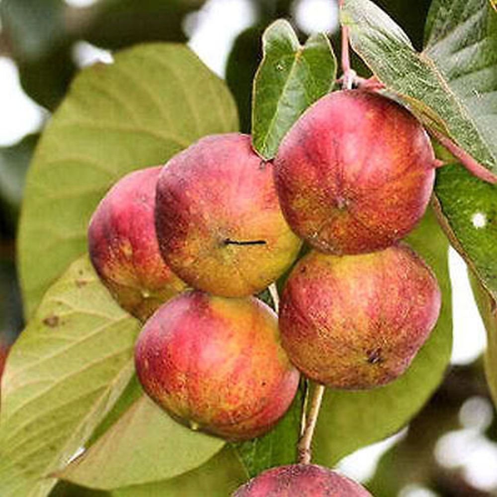 TUNG OIL TREE Vernicia fordii 2 or 10 seeds | Etsy