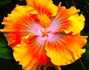 Dinnerplate Hibiscus Imagination 10, 50, 250 or 1000 seeds, sowing instructions in item description