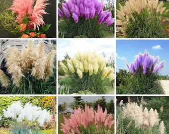 PURPLE PAMPUS GRASS SEEDS AS SHOWN ONE BAG AROUND 100 SEEDS PURPLE PAMPUS GRASS SEEDS AS SHOWN ONE BAG AROUND 100 SEEDS