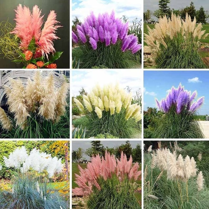 different colors of PAMPAS GRASS cortaderia selloana 500,seeds image 1