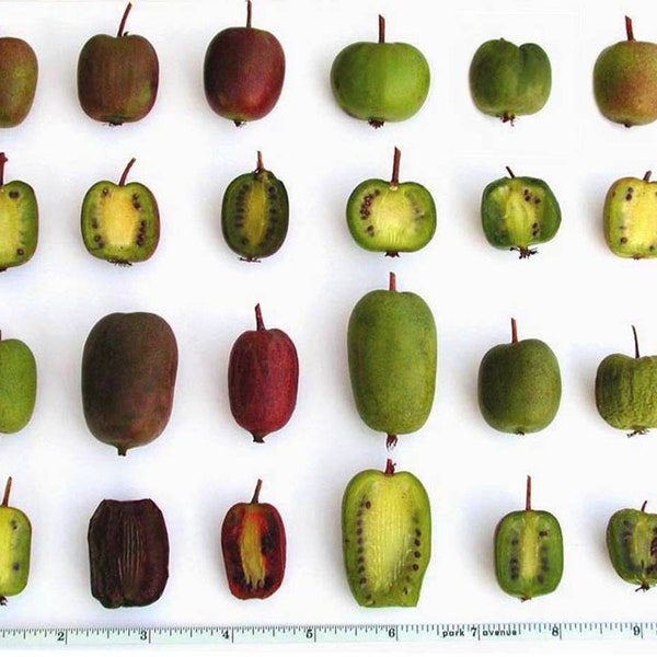 KIWI fruit climber different varieties cold hardy 50+ seeds
