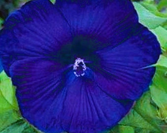 Dinnerplate Hibiscus Indigo 10, 50, 250 or 1000 seeds