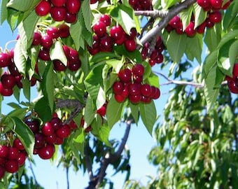 Bing Sweet cherry good for deserts and pies very sweet fruit tree 10 seeds