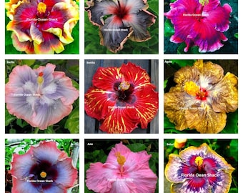9 Hibiscus varieties from 10 to 1000 seeds,  Anastasia, Black Velvet, Abelona, Berlin, Benita, Agate, Belanova, Ana, Belsol - #1
