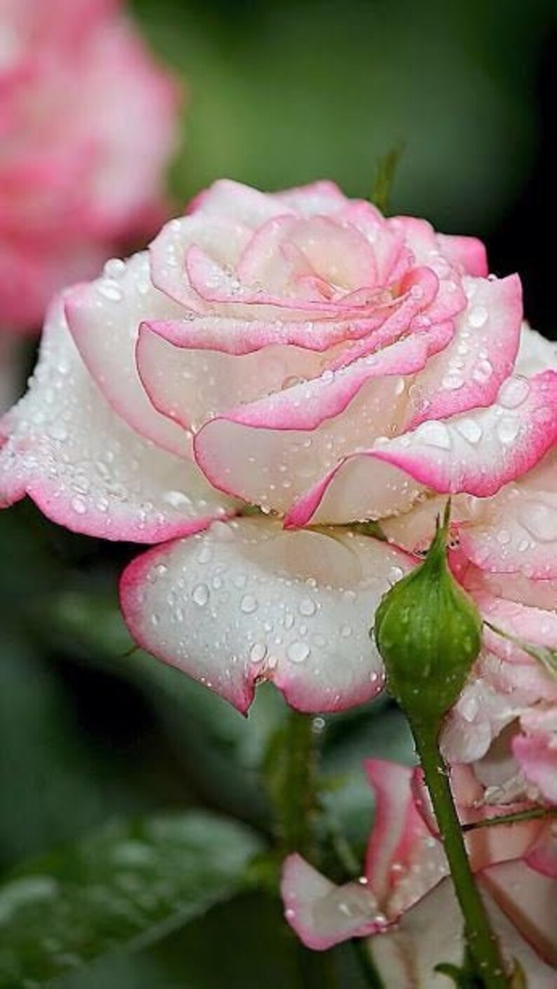 Rose Valerie 20 200 or 2000 seeds Etsy
