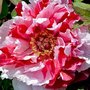 Tree Peony Paeonia suffruticosa 20 Seeds