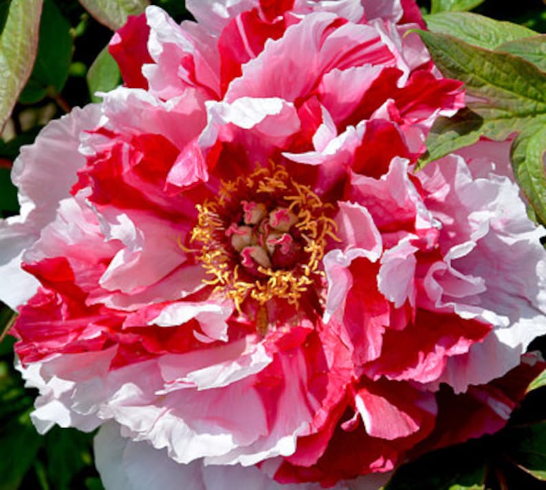 Tree Peony, Paeonia suffruticosa SHIMA NISHIKI 5 or 20 seeds image 1