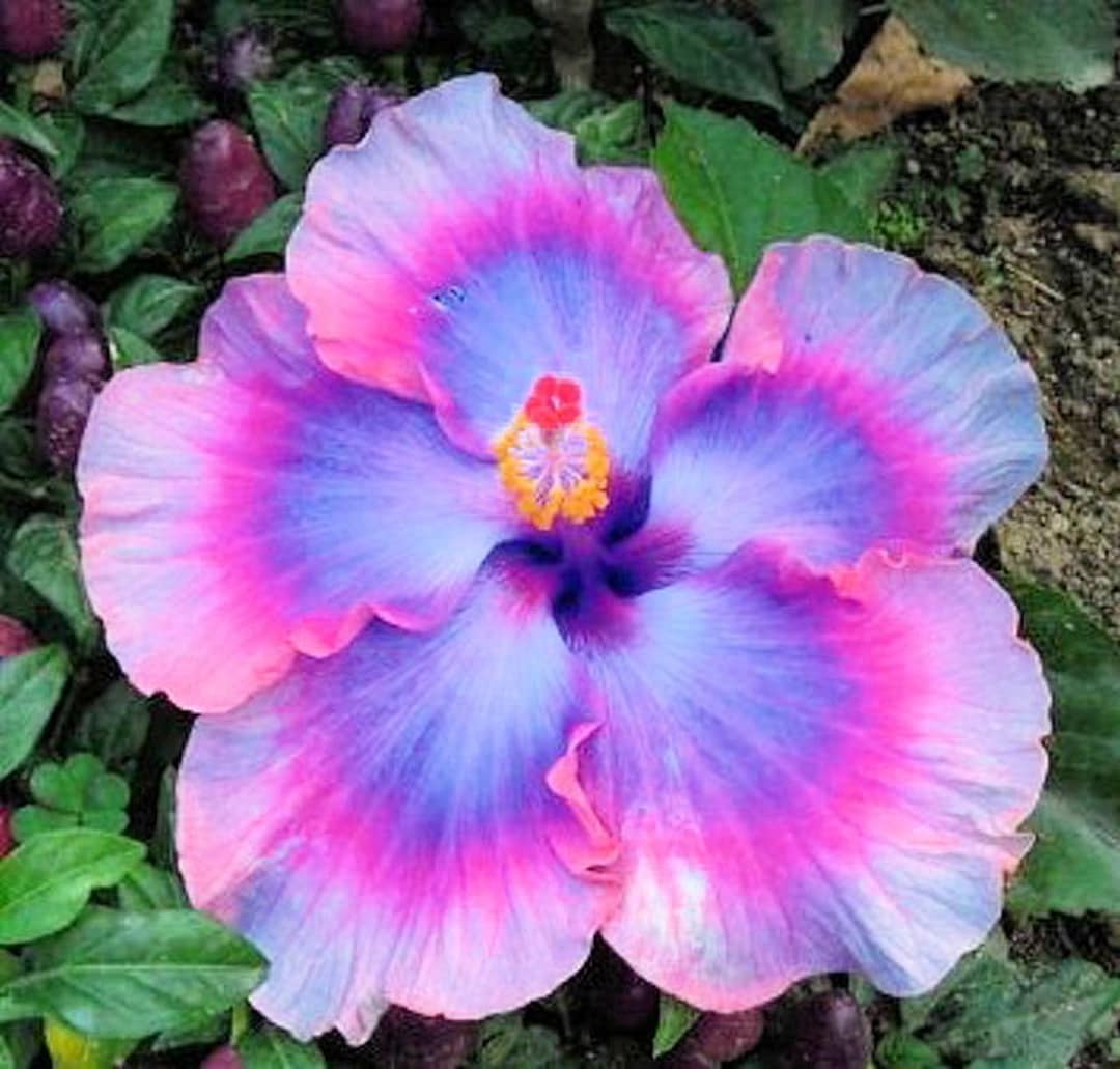Dinnerplate Hibiscus Bling 10, 50, 250 or 1000 Seeds, Sowing