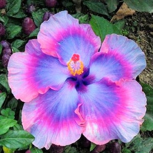 Dinnerplate Hibiscus Bling 10, 50, 250 or 1000 seeds, sowing instructions in item description