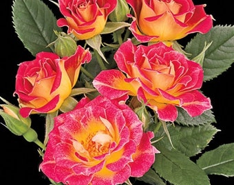 Miniature Rose Tiddly winks 10, 50, 250 or 1000 seeds, sowing instructions in item description