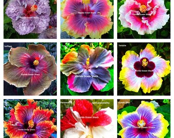 9 Hibiscus varieties 10 to 1000 seeds, Speckles, Sun Frizzle, Sorbet, Sufflage, Tiffany, Tensicle, Swirl, Split Personality, Sunset Bliss #9