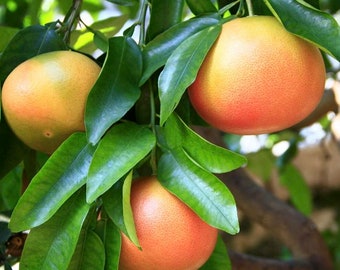 Ruby Red Grapefruit citrus tree  5 seeds