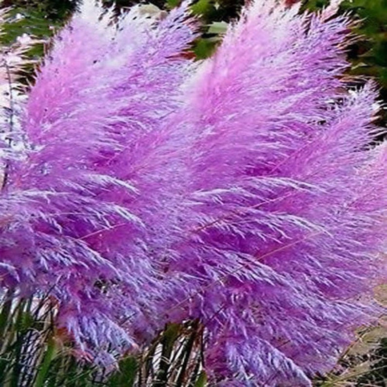 different colors of PAMPAS GRASS cortaderia selloana 500,seeds image 5