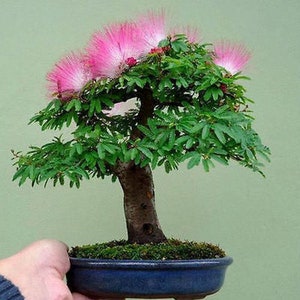 Silk Tree Albizia julibrissin suitable as bonsai 20 or 100 seeds image 4