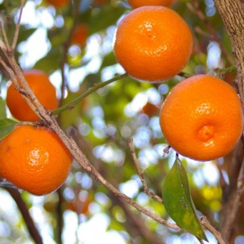 Dwarf Calamondin calamans orange citrus tree 5 seeds image 4