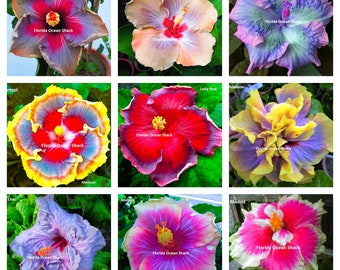 9 Hibiscus varieties from 10 to 1000 seeds, Macramonia, Leila, Largo, Maritopi, Lady Red, Malanese, Lilac, Malaba, Madrid  - #5