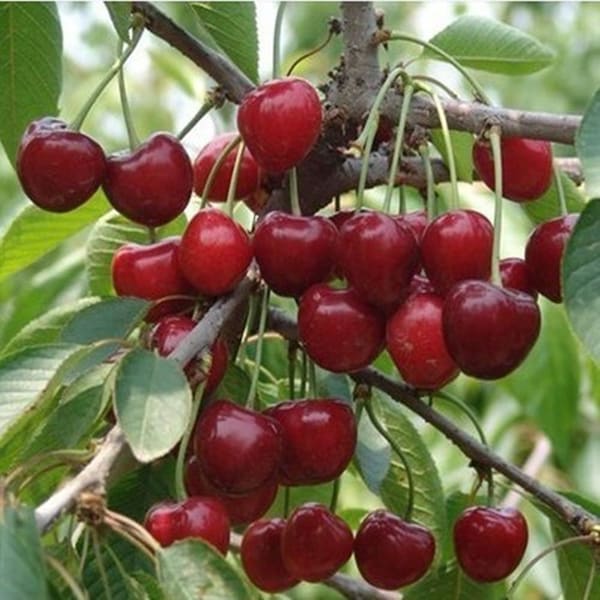 Mazzard Sweet cherry prunus avium fruit tree 10 seeds