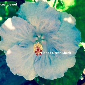 Dinnerplate Hibiscus Ocean Jewel 10, 50, 250 or 1000 seeds, sowing instrctions in item description