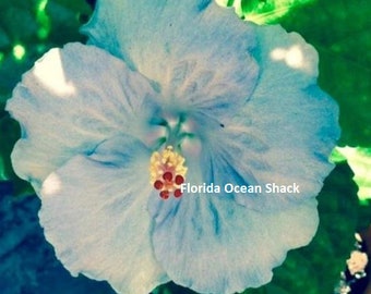 Dinnerplate Hibiscus Ocean Jewel 10, 50, 250 or 1000 seeds, sowing instrctions in item description