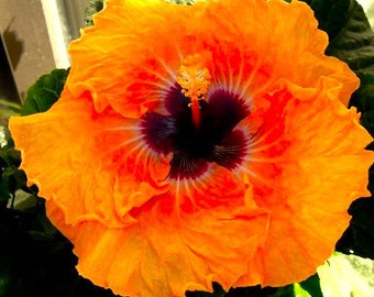 Dinnerplate Hibiscus orange explosion 10, 50, 250 or 1000 seeds, sowing instructions in item description