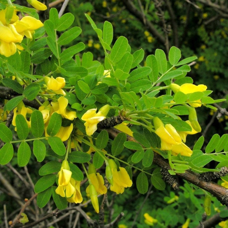 SIBERIAN PEASHRUB caragana arborescens 10, 50, 250 or 1000 seeds image 2