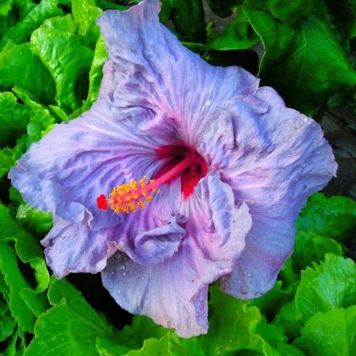 Lilac Hibiscus Full Plant