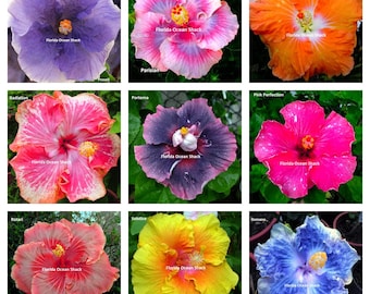 9 Hibiscus varieties from 10 to 1000 seeds, Prosell, Parisian, Punch, Radiation, Portema, Pink Perfection, Rotari, Solstice, Romano  - #8