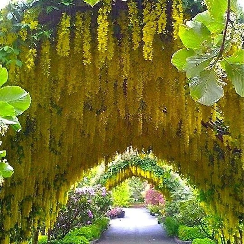 GOLDEN CHAIN tree Laburnum anagyroides 10, 50, 500 or 1000 BULK seeds image 3