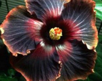 Dinnerplate Hibiscus Moscow 10, 50, 250 or 1000 seeds, sowing instructions in item description