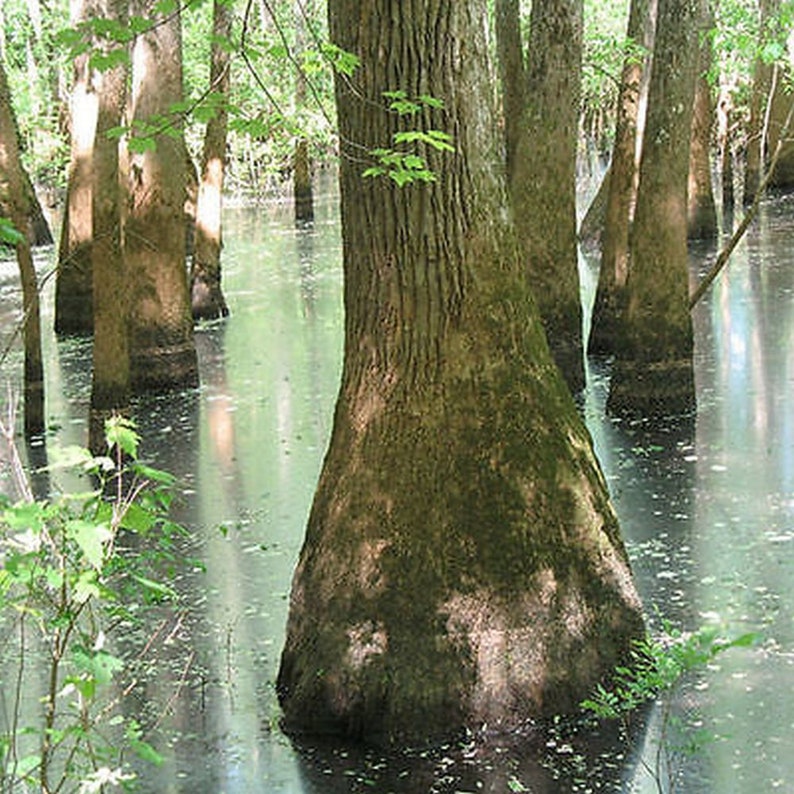 Tupelo de agua Nyssa aquatica 10 semillas imagen 2