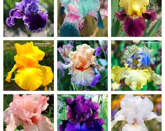 9 tall bearded Iris varieties to chose from (see pics) 10 or 50 seeds