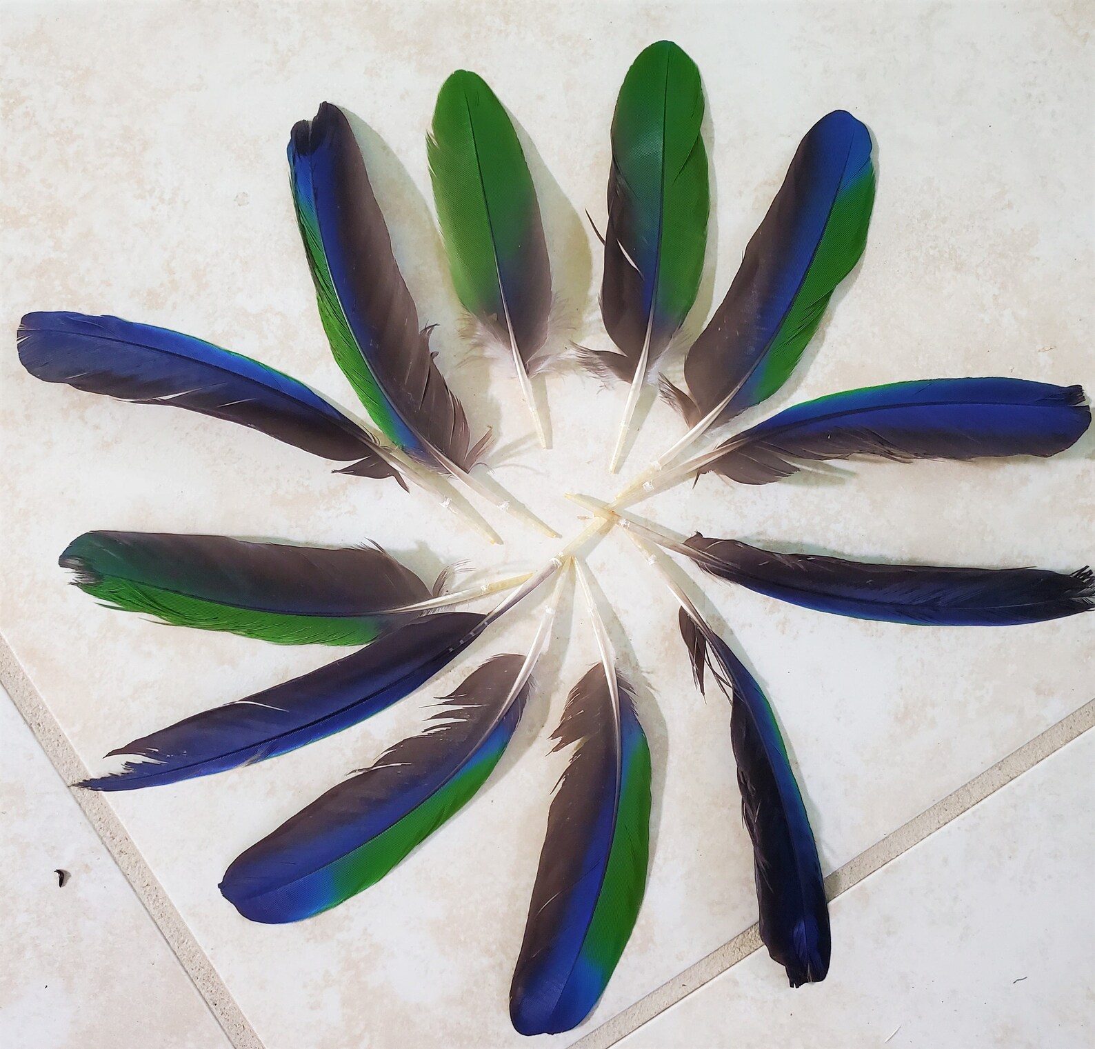 12 male Eclectus parrot feathers 5 / long naturally Etsy
