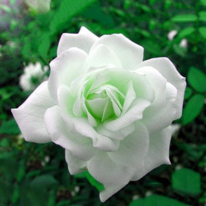 ROSE WHITEWATER fragrant bed plant garden flower 10, 50, 250 or 1000 seeds, sowing instructions in item desciption