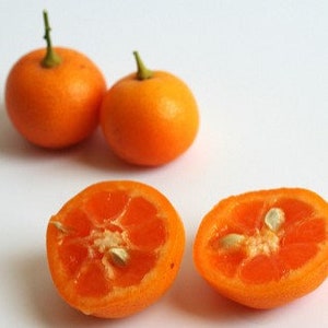 Dwarf Calamondin calamans orange citrus tree 5 seeds image 2