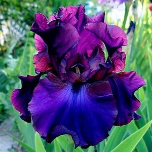 Tall bearded Iris RASPBERRY 10 seeds, sowing instructions in item description
