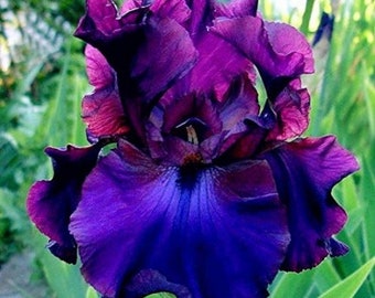 Tall bearded Iris RASPBERRY 10 seeds, sowing instructions in item description