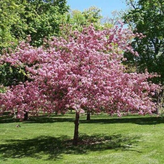 Mazzard Sweet Cherry Prunus Avium Fruit Tree 10 Seeds Etsy