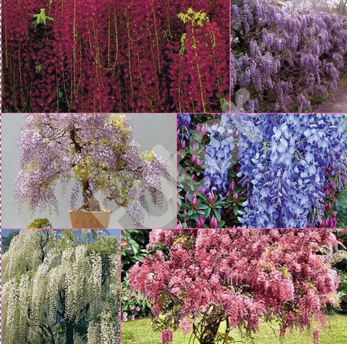 Vine & Climbing Plant Seeds 10 Chinese Wisteria seeds lot blue flowers