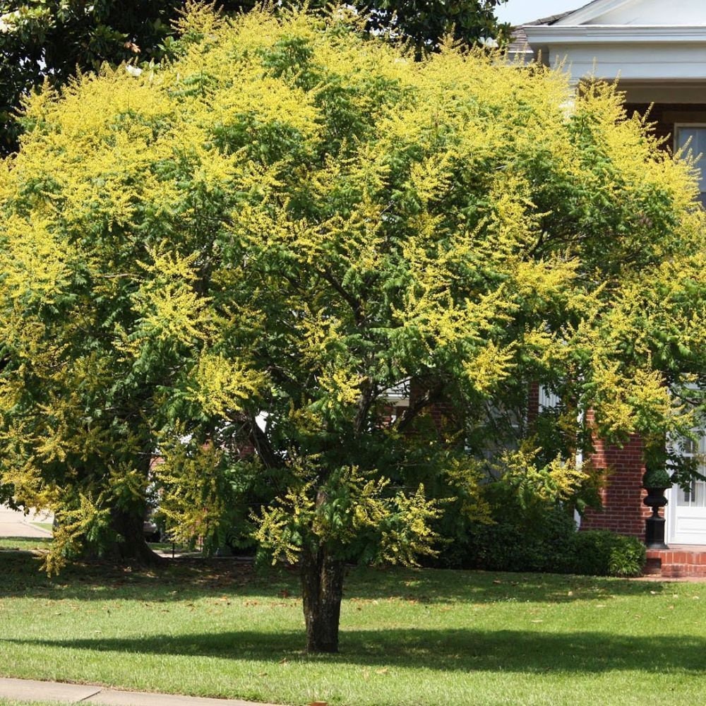 Árbol de lluvia dorada Koelreuteria paniculata 10 50 250 o | Etsy