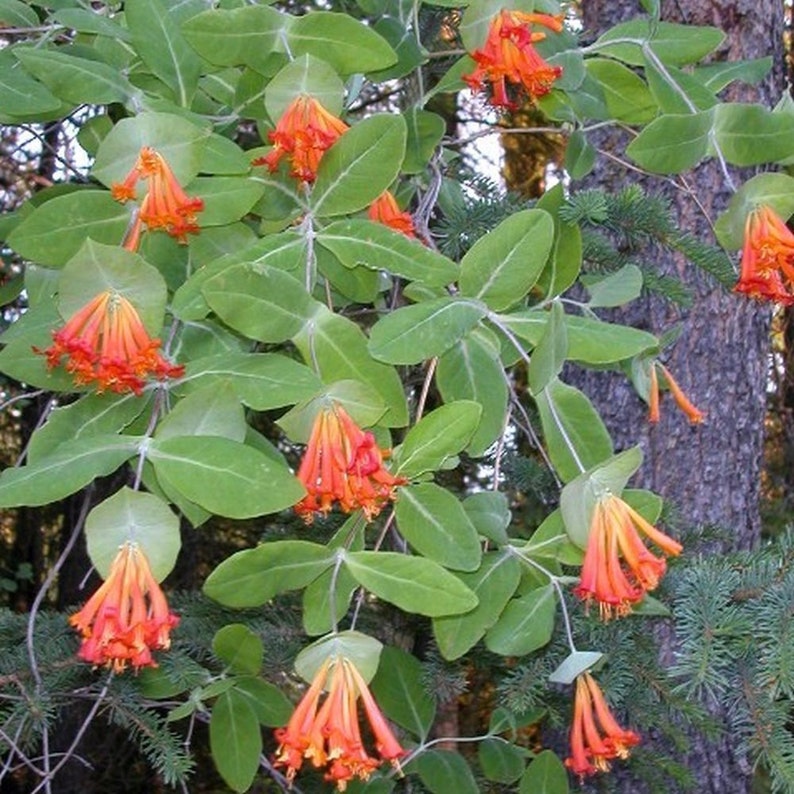 GOLDFLAME HONEYSUCKLE Lonicera x heckrottii 20 seeds image 4