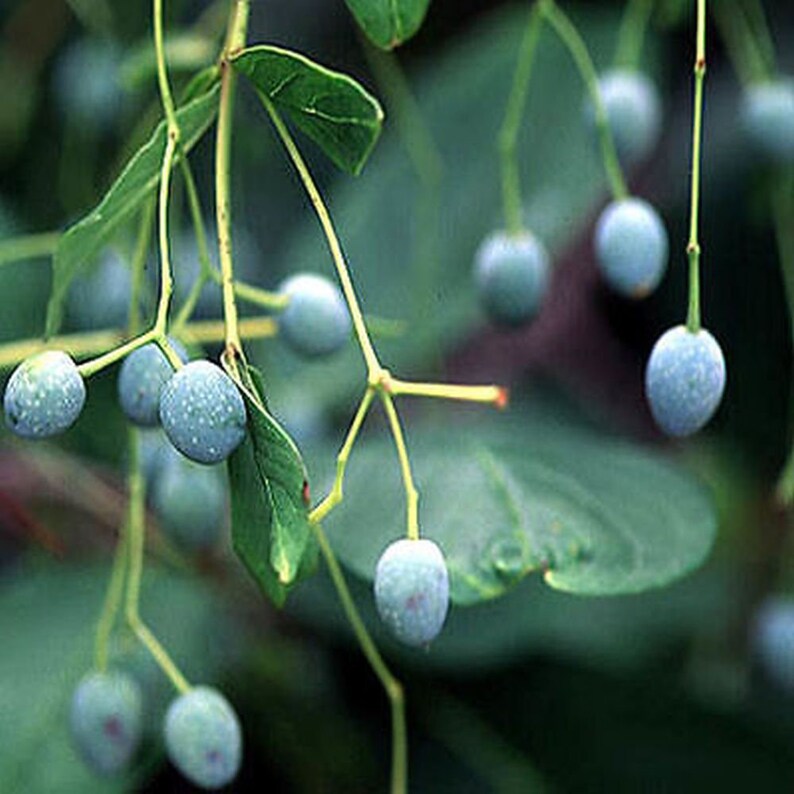 Water tupelo Nyssa aquatica 10 seeds image 3