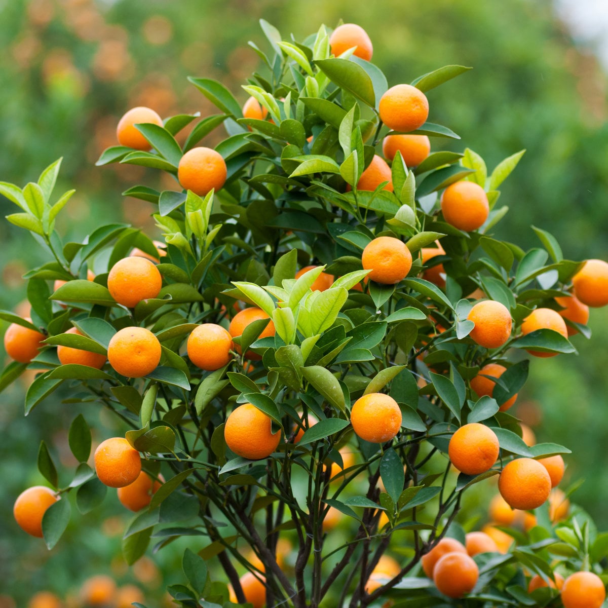 Satsuma Mandarin / Tangerine Citrus Tree Patio Plant 5 Seeds Etsy