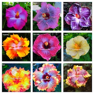 9 Hibiscus varieties from 10 to 1000 seeds,  Gordana, Godavia, Kalman, Imagination, Kiss-n-Bliss, Gypsie, Flash, Impelo, Golden Gate - #4