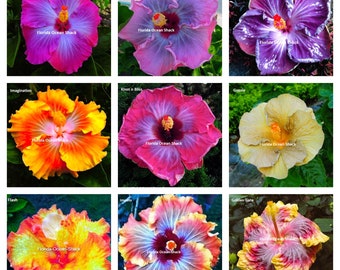 9 Hibiscus varieties from 10 to 1000 seeds,  Gordana, Godavia, Kalman, Imagination, Kiss-n-Bliss, Gypsie, Flash, Impelo, Golden Gate - #4