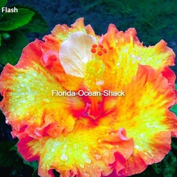 Dinnerplate Hibiscus Etsy